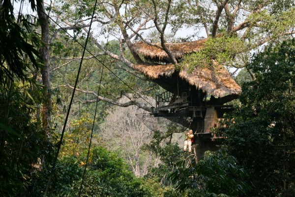 gibbon_treehouse