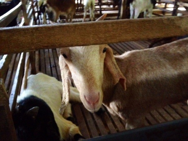 kambing-puncak-mutiara